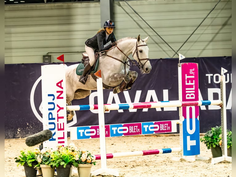 Zangersheide Yegua 11 años 166 cm Tordo rodado in Poznań