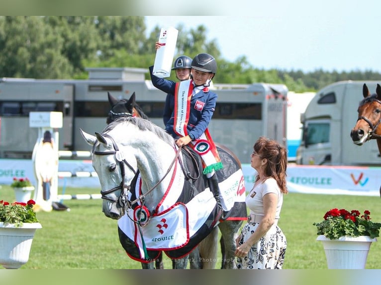 Zangersheide Yegua 11 años 166 cm Tordo rodado in Poznań