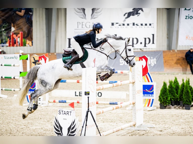 Zangersheide Yegua 11 años 166 cm Tordo rodado in Poznań