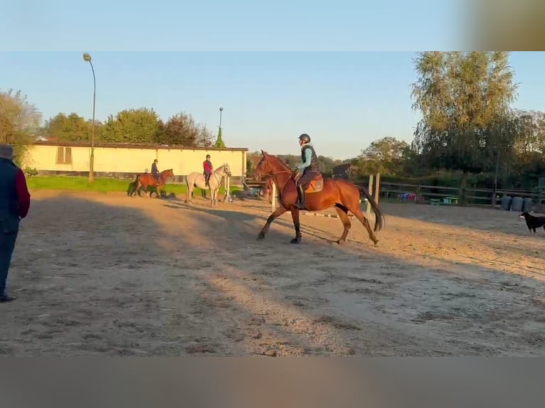 Zangersheide Yegua 11 años 168 cm Castaño in Asse