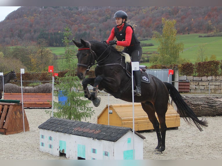 Zangersheide Yegua 11 años 170 cm Castaño in Denkendorf