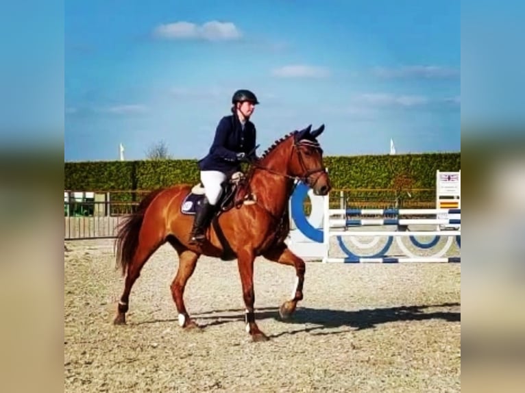 Zangersheide Yegua 11 años 172 cm Alazán in Werlte