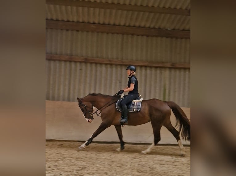 Zangersheide Yegua 12 años 166 cm Alazán-tostado in Groß-Umstadt