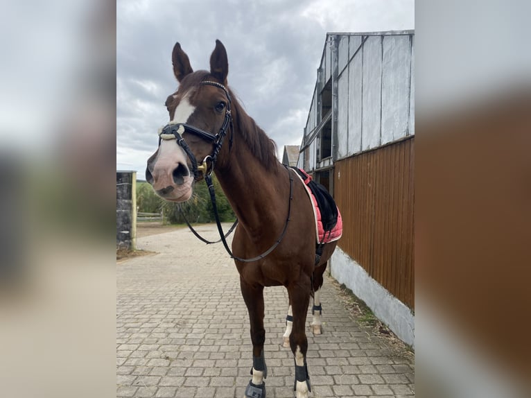 Zangersheide Yegua 12 años 166 cm Alazán-tostado in Groß-Umstadt