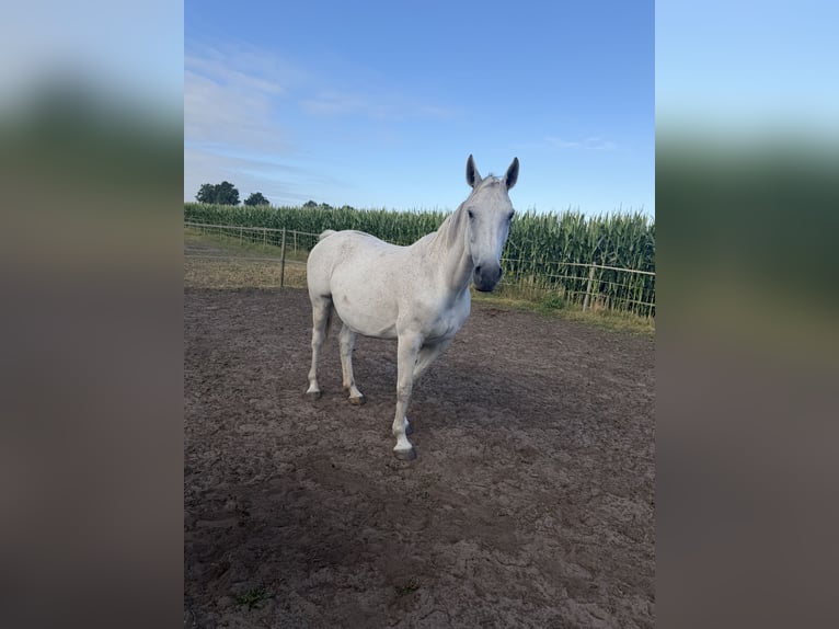 Zangersheide Yegua 12 años 168 cm Tordo in Meppen