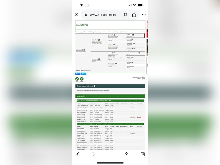 Zangersheide Yegua 12 años 173 cm Tordo in Vechmaal Zangersheide Yegua 12 años 173 cm Tordo in Vechmaal