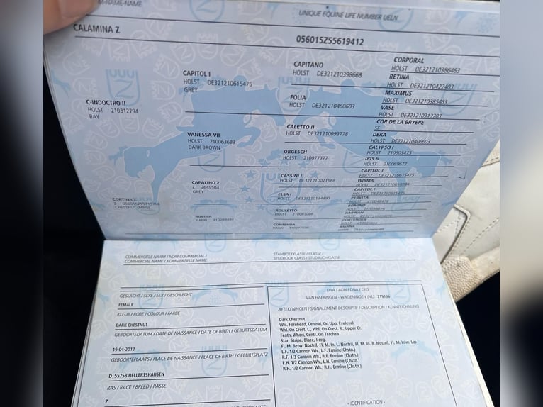 Zangersheide Yegua 13 años 165 cm Alazán-tostado in Schaafheim