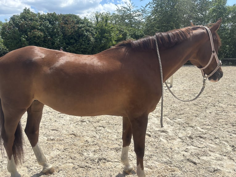Zangersheide Yegua 13 años 165 cm Alazán-tostado in Schaafheim