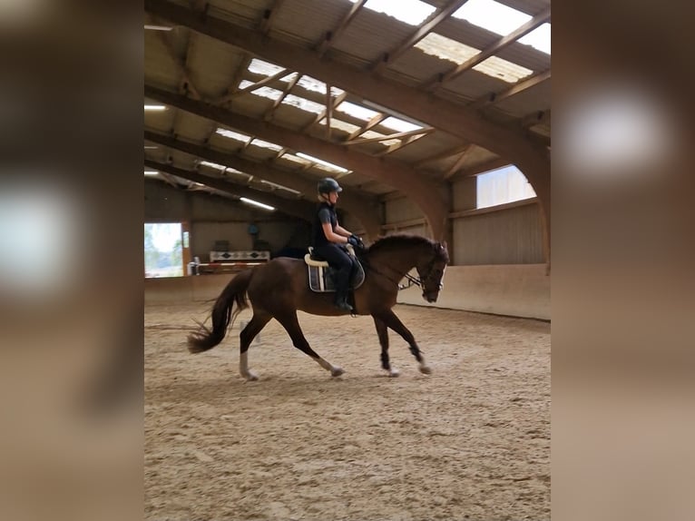 Zangersheide Yegua 13 años 165 cm Alazán-tostado in Schaafheim