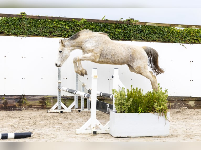 Zangersheide Yegua 14 años 162 cm Tordo in Waddinxveen