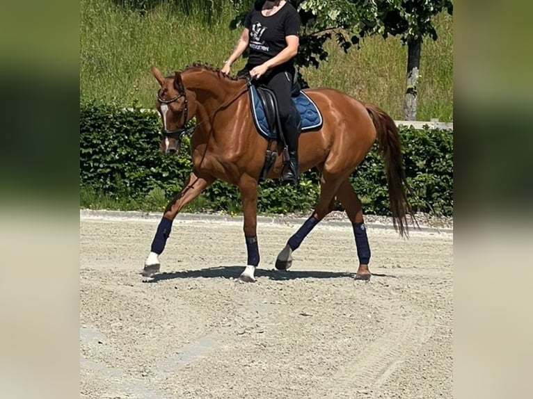 Zangersheide Yegua 14 años 164 cm Alazán in Nettetal