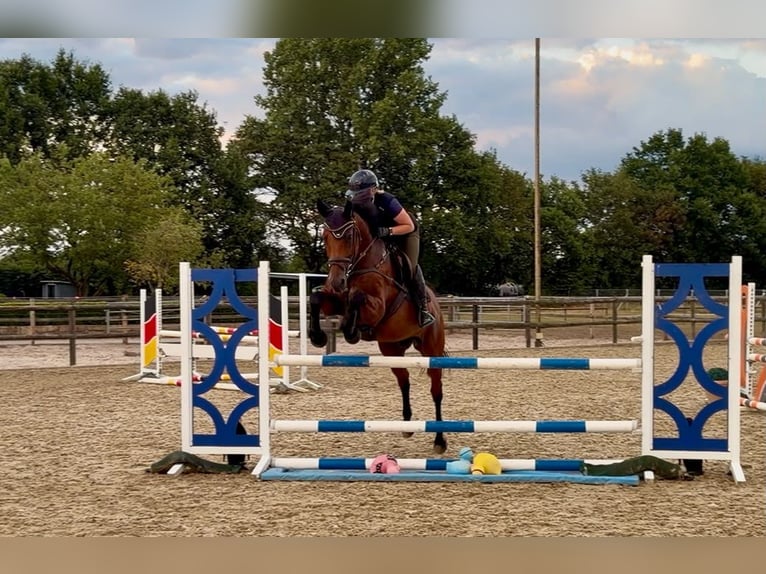 Zangersheide Yegua 14 años 164 cm Castaño in Wietmarschen