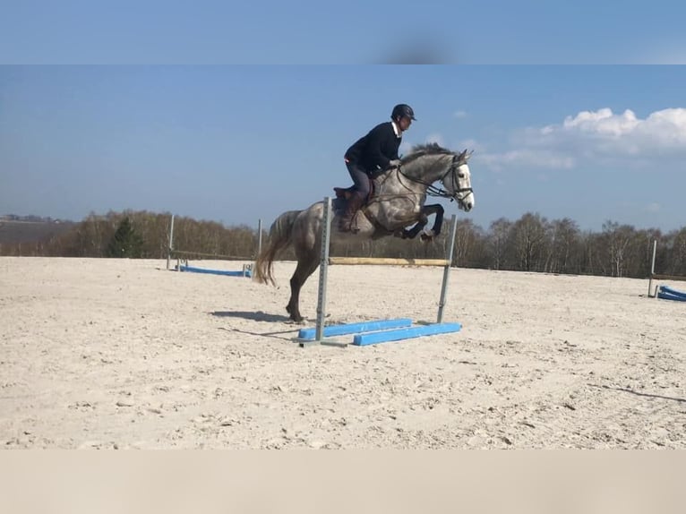 Zangersheide Yegua 14 años 172 cm Tordo in Liège