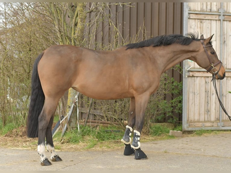 Zangersheide Yegua 15 años 165 cm Castaño in Geilenkirchen