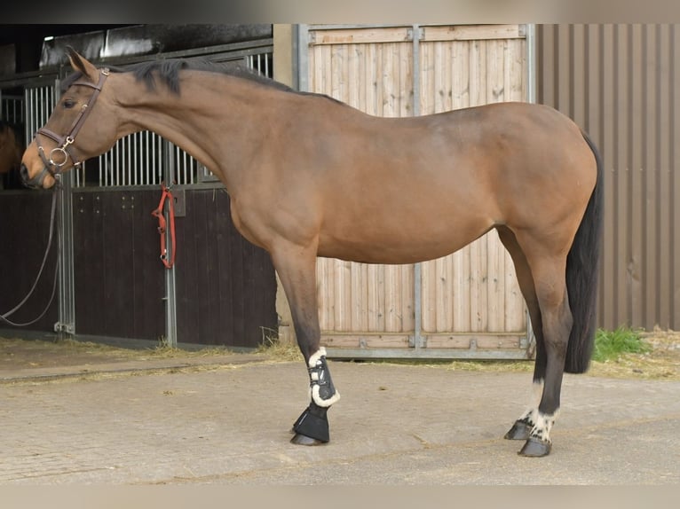 Zangersheide Yegua 15 años 165 cm Castaño in Geilenkirchen