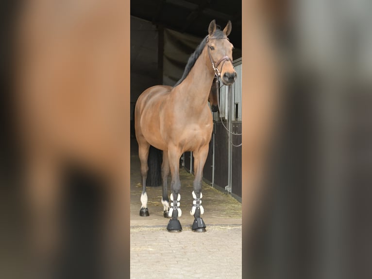 Zangersheide Yegua 15 años 165 cm Castaño in Geilenkirchen