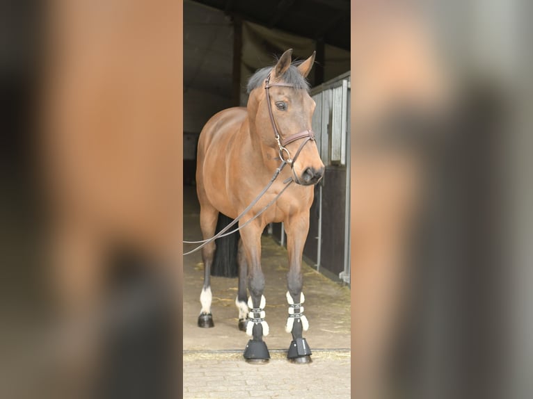 Zangersheide Yegua 15 años 165 cm Castaño in Geilenkirchen
