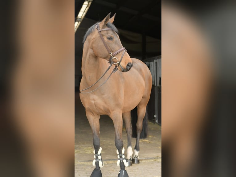 Zangersheide Yegua 15 años 165 cm Castaño in Geilenkirchen