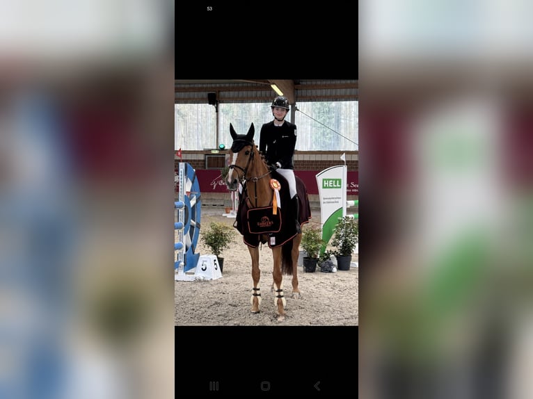 Zangersheide Yegua 15 años 168 cm Alazán in Willich