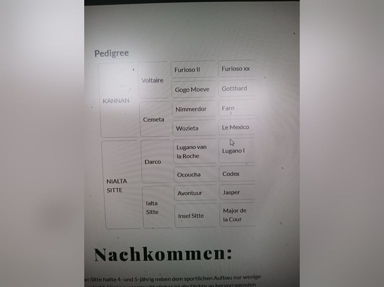 Zangersheide Yegua 16 años 168 cm Castaño in Ötigheim