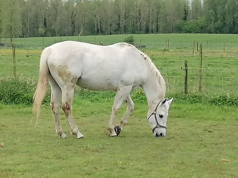 Zangersheide Yegua 16 años 170 cm White/Blanco in GROTENBERGE
