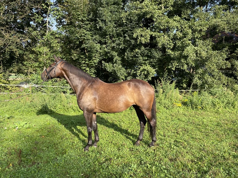 Zangersheide Yegua 16 años 172 cm Castaño oscuro in Bruchsal