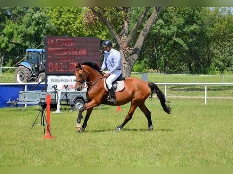 Zangersheide Yegua 16 años 172 cm Castaño rojizo in Go&#x15B;cimiec
