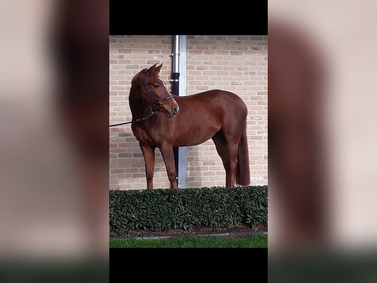 Zangersheide Yegua 18 años 168 cm Alazán in Hooglede