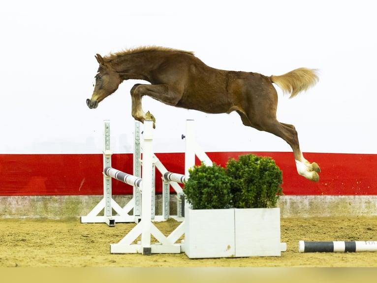 Zangersheide Yegua 1 año 139 cm  in Waddinxveen