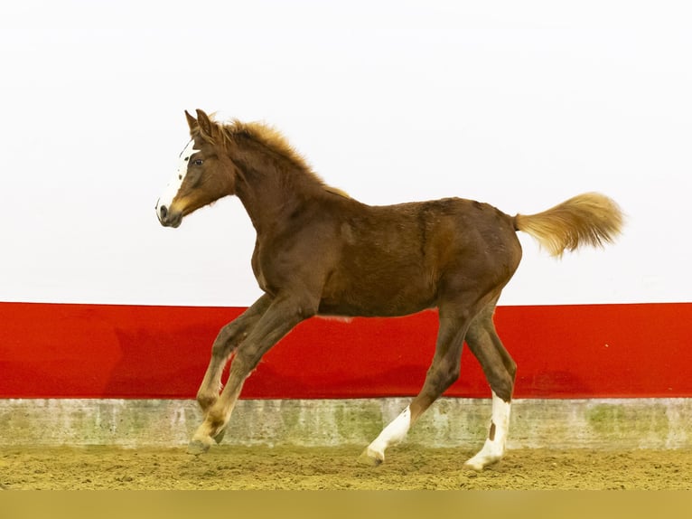 Zangersheide Yegua 1 año 139 cm  in Waddinxveen
