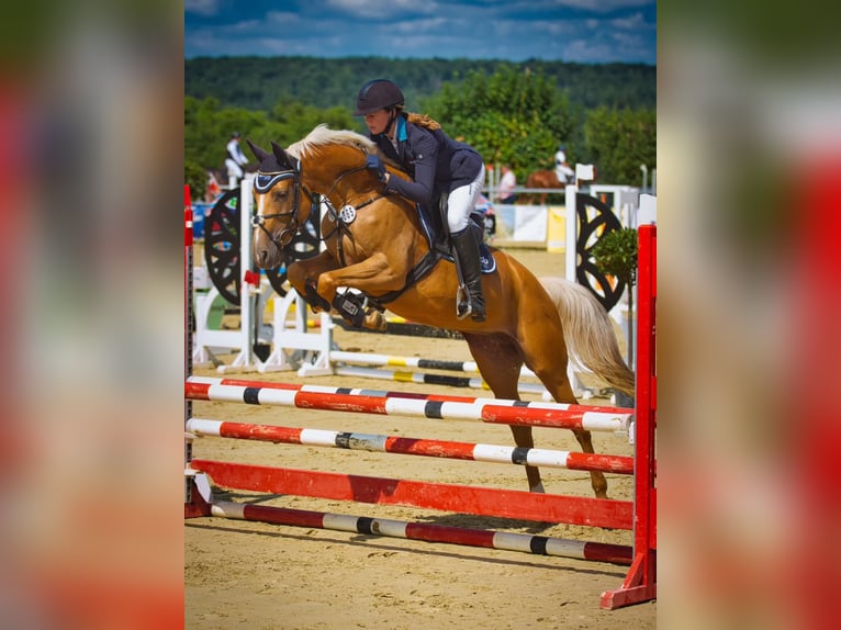 Zangersheide Yegua 1 año 167 cm Palomino in Borgentreich