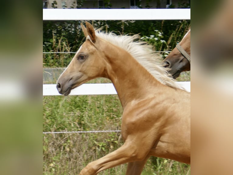 Zangersheide Yegua 1 año 168 cm Palomino in Borgentreich