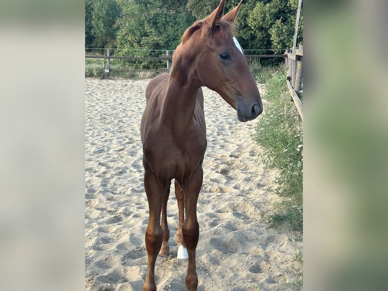 Zangersheide Yegua 1 año 170 cm Alazán in Mücheln (Geiseltal)