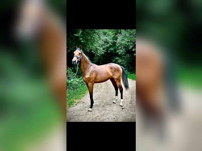 Zangersheide Yegua 1 año 170 cm Castaño in Brzyków