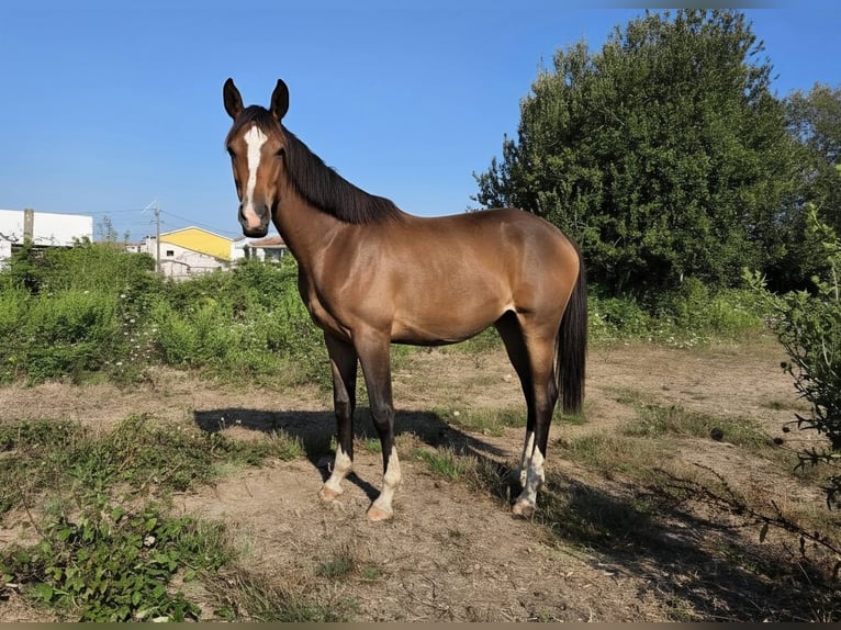 Zangersheide Yegua 1 año 170 cm Castaño in Murtosa