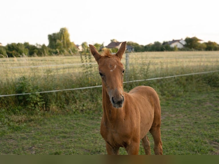 Zangersheide Yegua 1 año Alazán-tostado in Rzeszów
