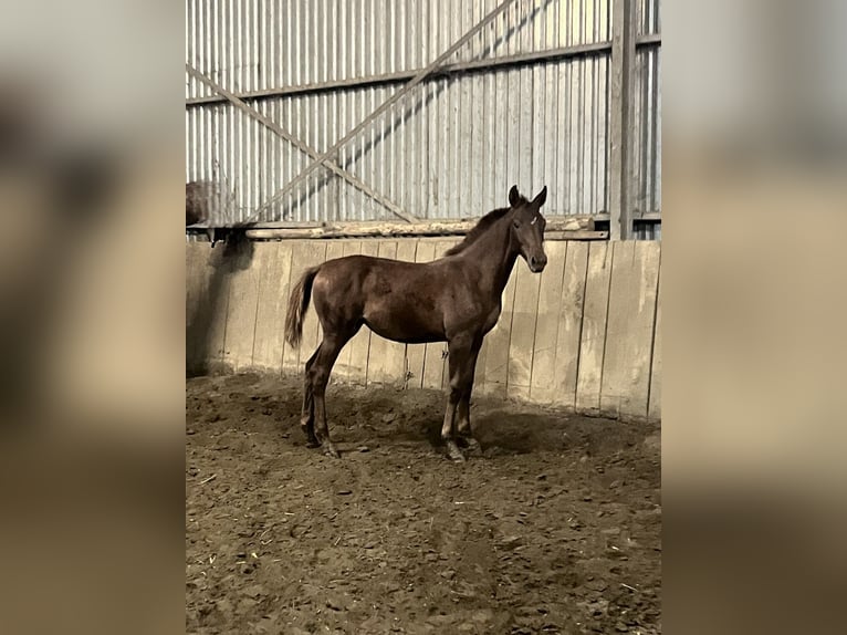 Zangersheide Yegua 1 año Alazán-tostado in Rzeszów