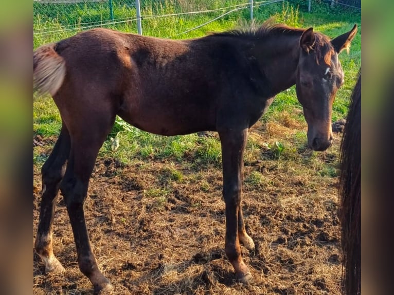 Zangersheide Yegua 1 año Castaño oscuro in Evreux