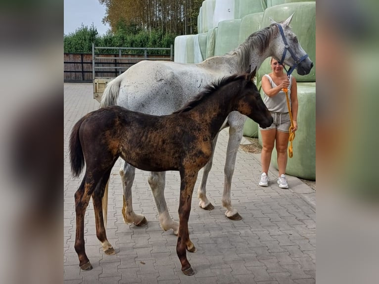 Zangersheide Yegua 1 año Castaño oscuro in Evreux