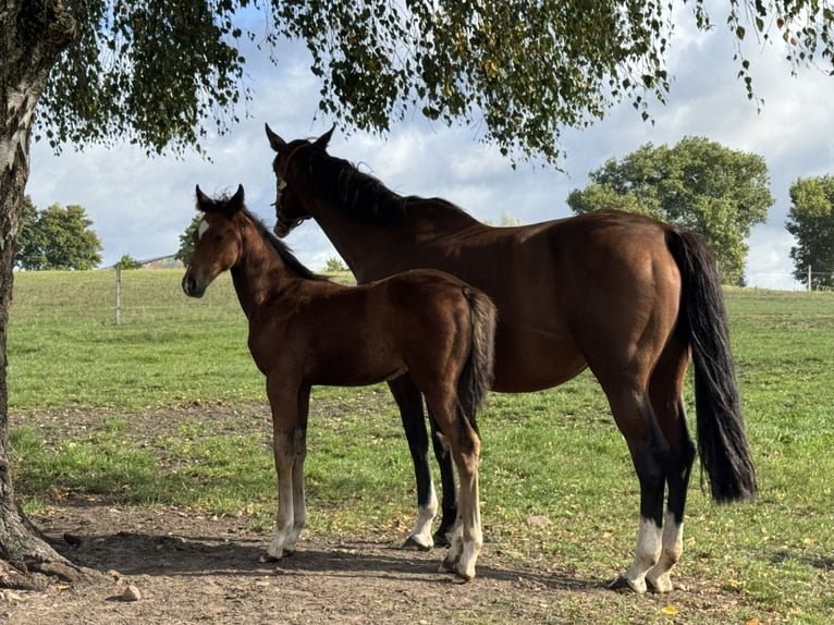 Zangersheide Yegua 1 año Castaño rojizo in Świetakowo