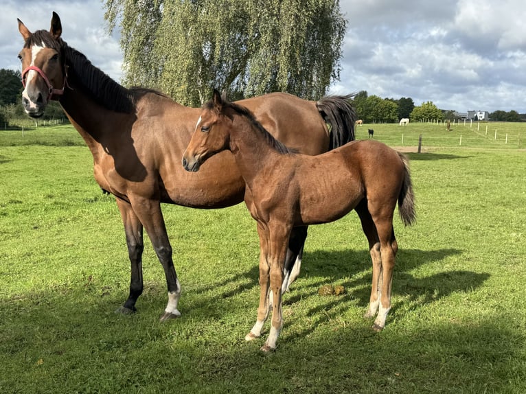 Zangersheide Yegua 1 año Castaño rojizo in Świetakowo
