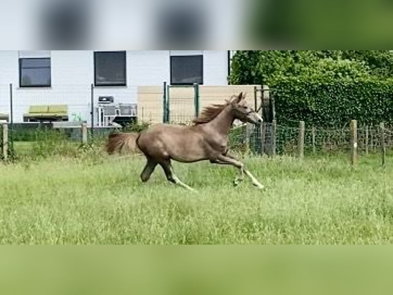Zangersheide Yegua 1 año Musgo in Beernem