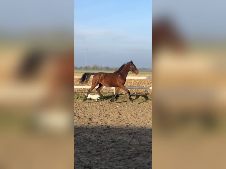 Zangersheide Yegua 2 años 155 cm Castaño rojizo in radziejów