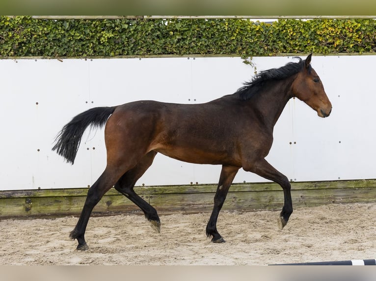 Zangersheide Yegua 2 años 156 cm  in Waddinxveen