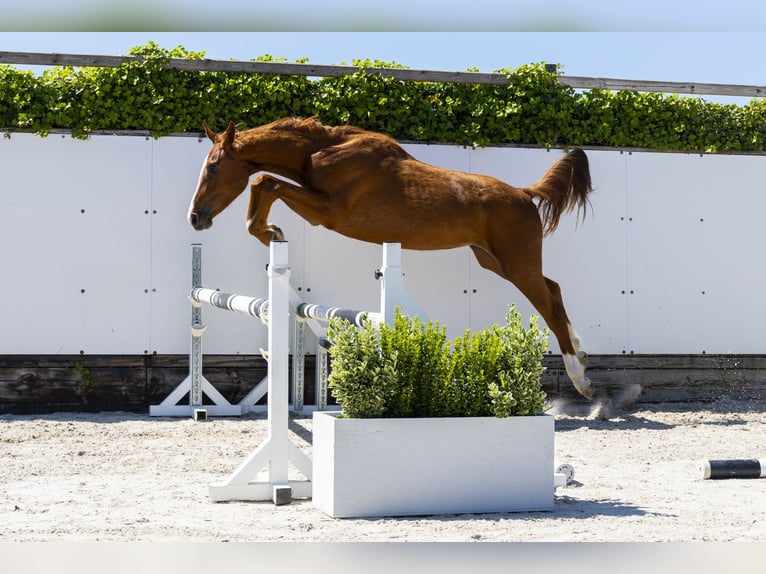 Zangersheide Yegua 2 años 158 cm Castaño in Waddinxveen