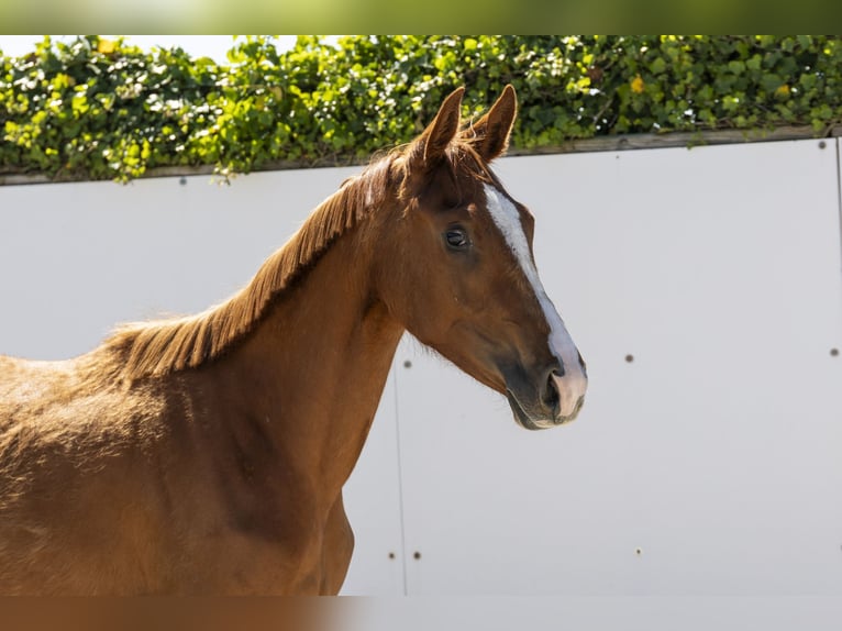 Zangersheide Yegua 2 años 158 cm Castaño in Waddinxveen
