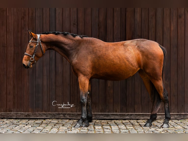 Zangersheide Yegua 2 años 162 cm Castaño in Radziejów