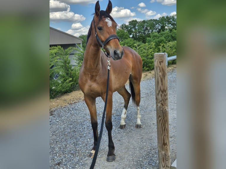 Zangersheide Yegua 2 años 163 cm Castaño in Messimy