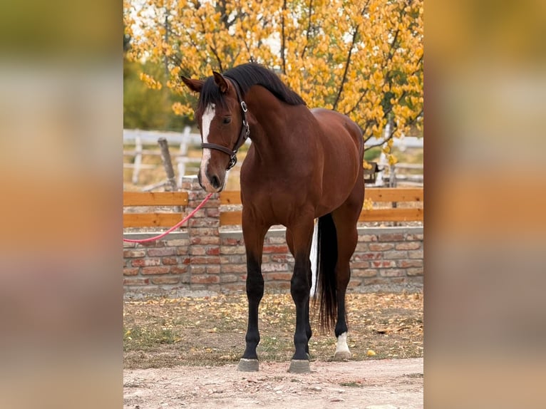 Zangersheide Yegua 2 años 167 cm Castaño oscuro in Budapest