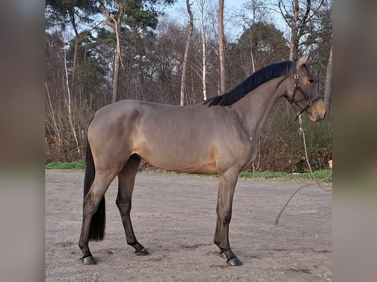 Zangersheide Yegua 2 años 169 cm Castaño in Asten